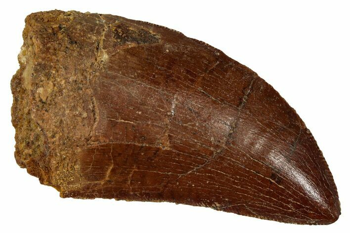 Serrated, Carcharodontosaurus Tooth - Real Dinosaur Tooth #341272